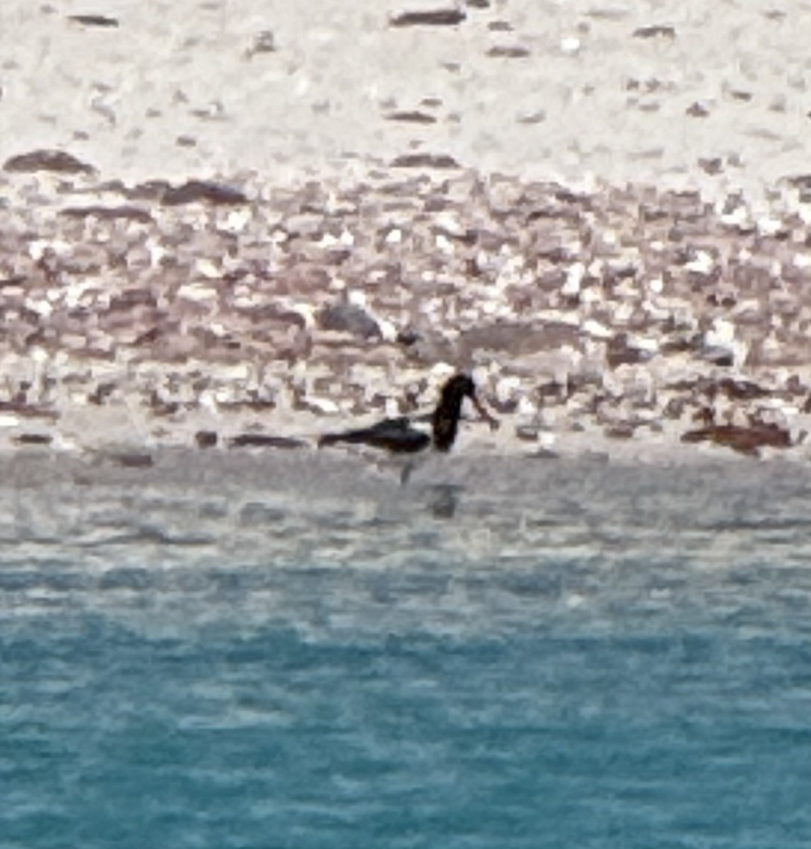 American Oystercatcher - ML637542841