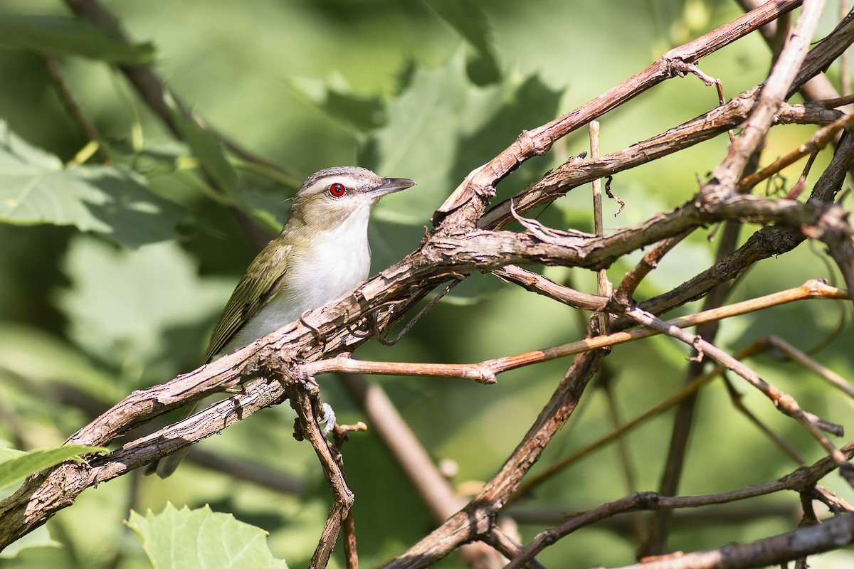 Red-eyed Vireo - ML637542842