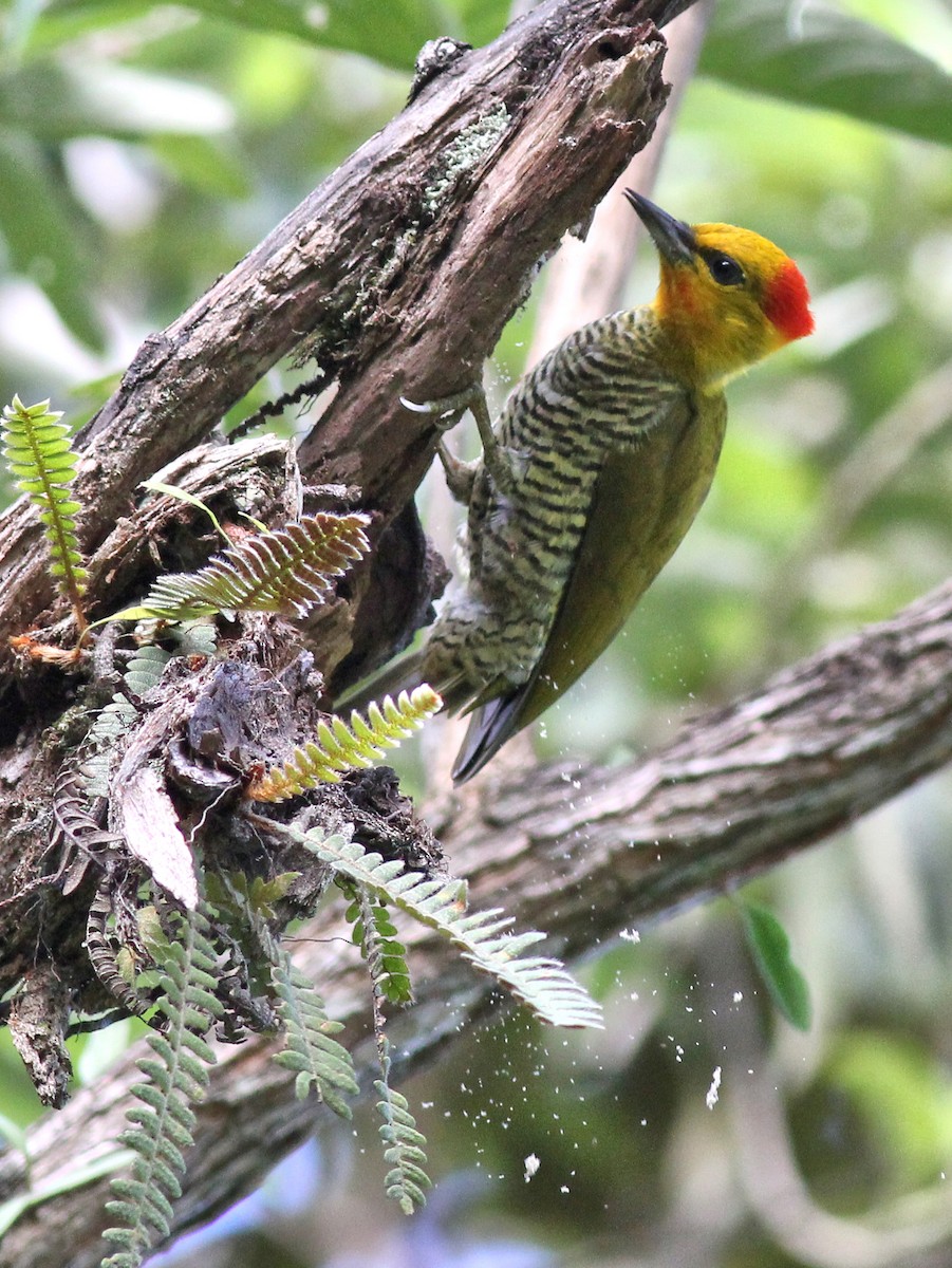 Yellow-throated Woodpecker - ML637542865