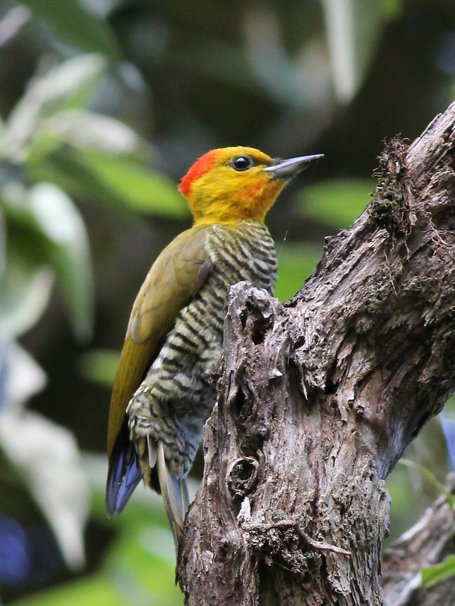 Yellow-throated Woodpecker - ML637542905