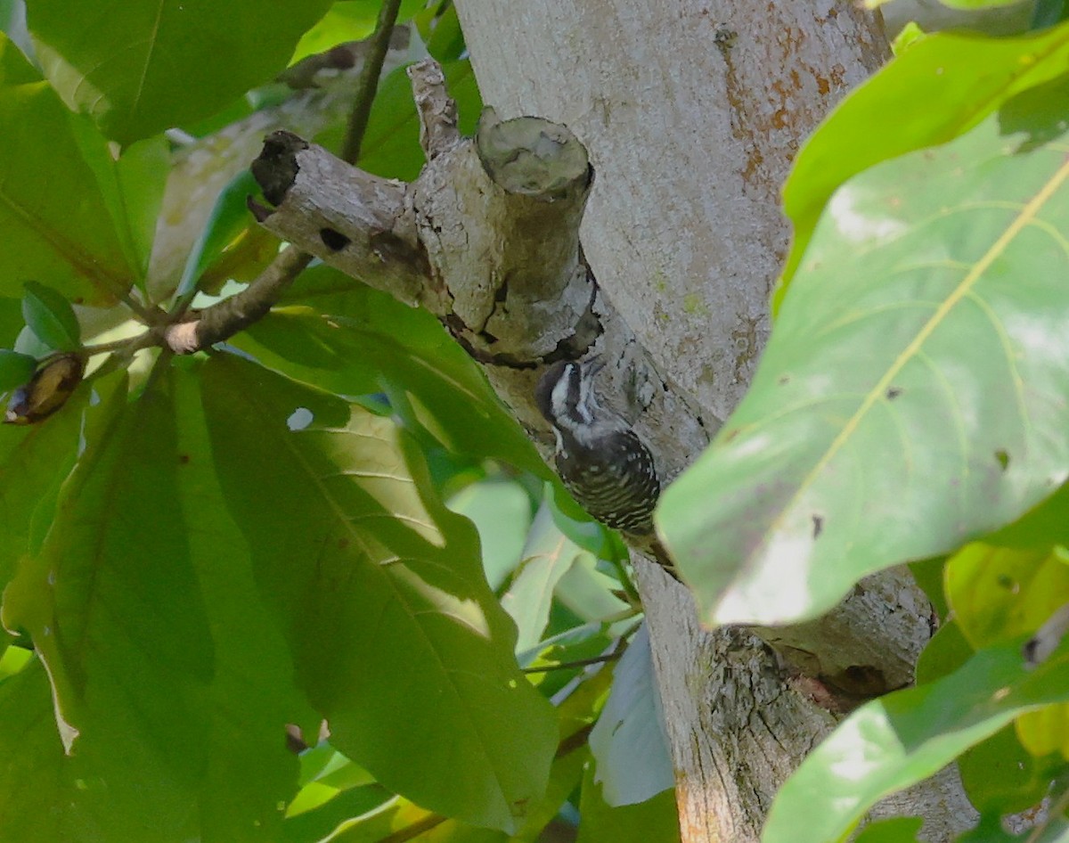Sunda Pygmy Woodpecker - ML637542907