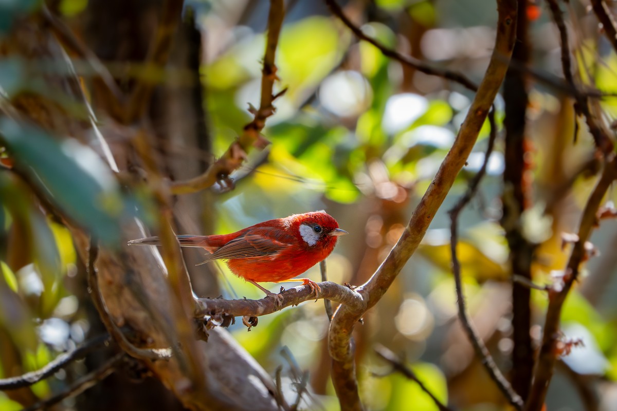 Red Warbler - ML637542950