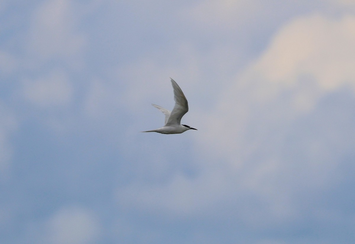 Black-naped Tern - ML637542956
