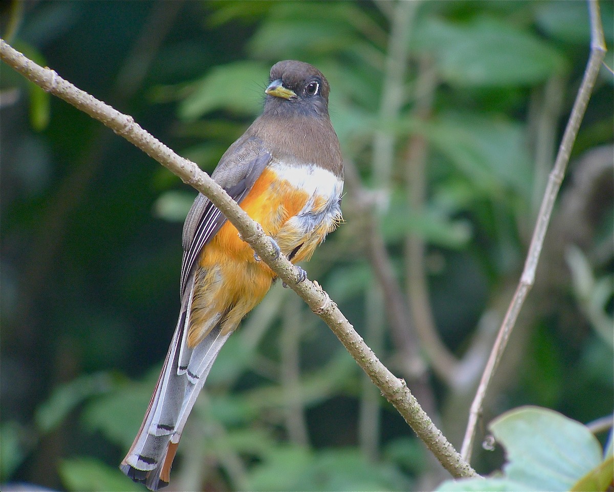 Collared Trogon - ML637542974
