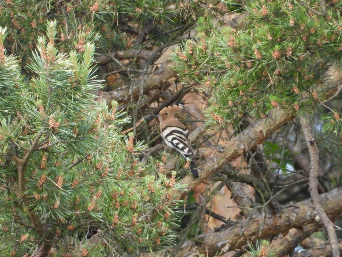 Common Hoopoe - ML637543044