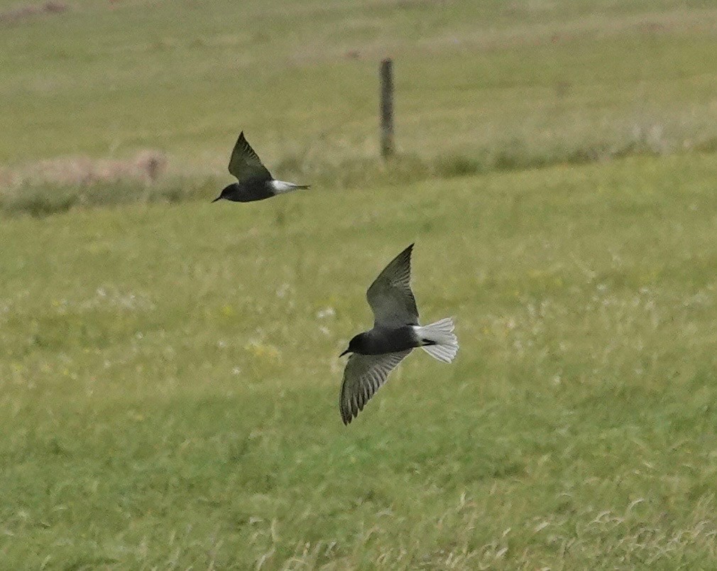 Black Tern (Eurasian) - ML637543072