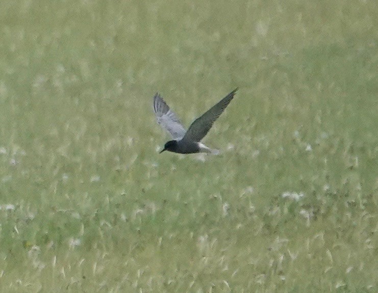 Black Tern (Eurasian) - ML637543073