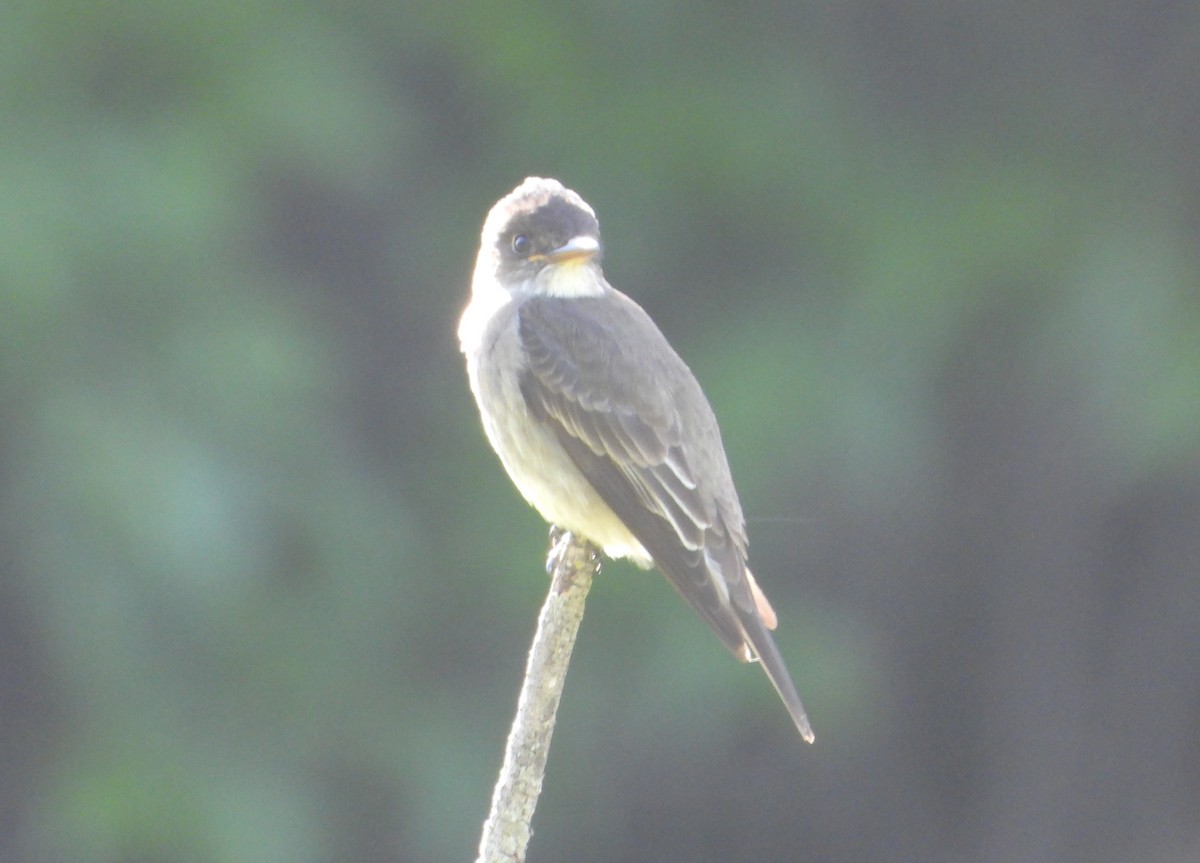 Eastern Wood-Pewee - ML637543076