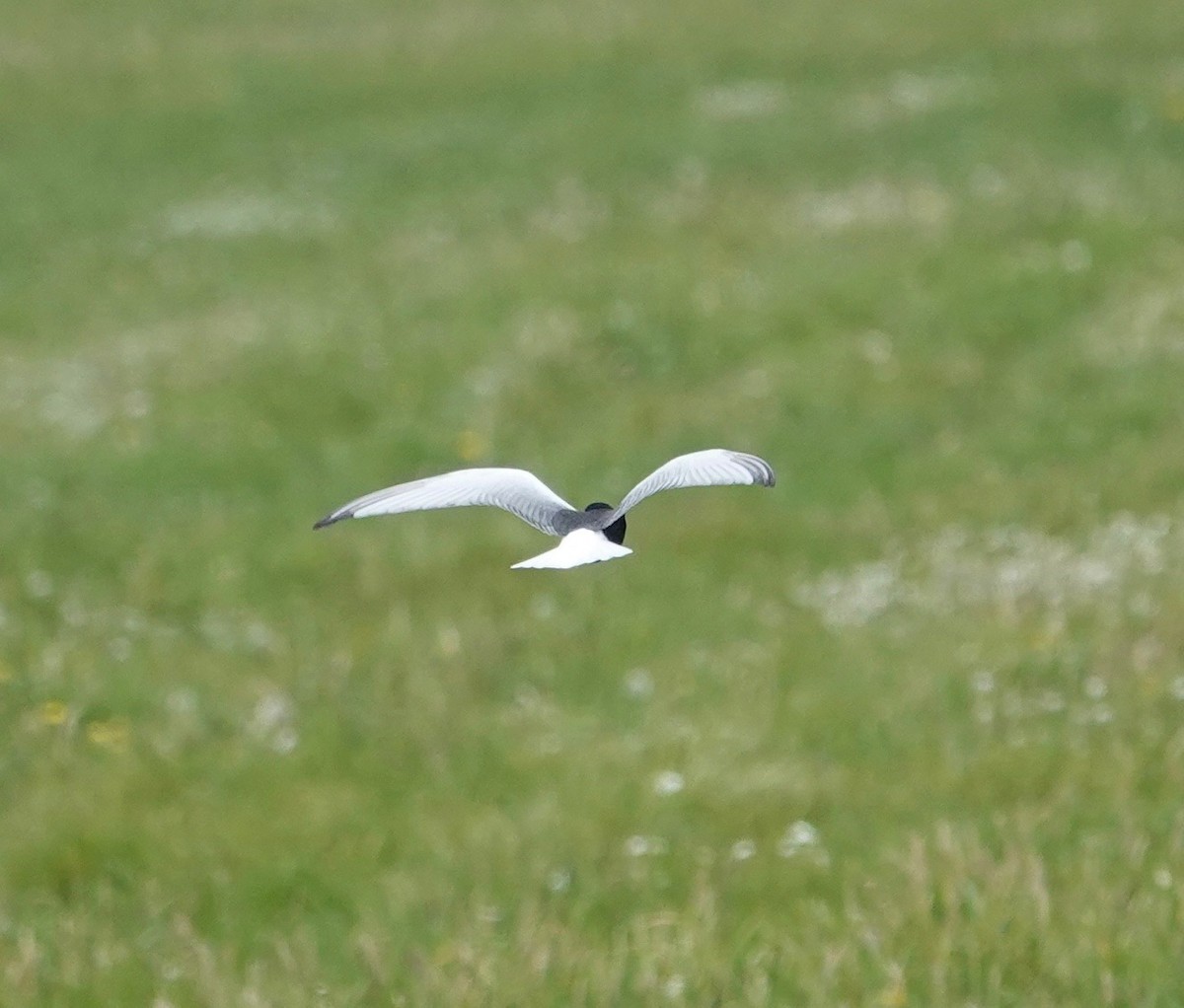 White-winged Tern - ML637543082