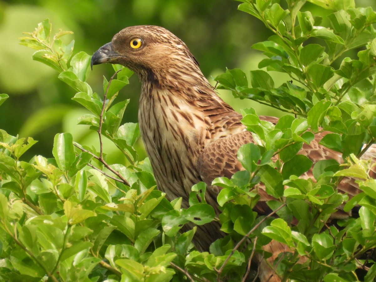 Oriental Honey-buzzard - ML637543089