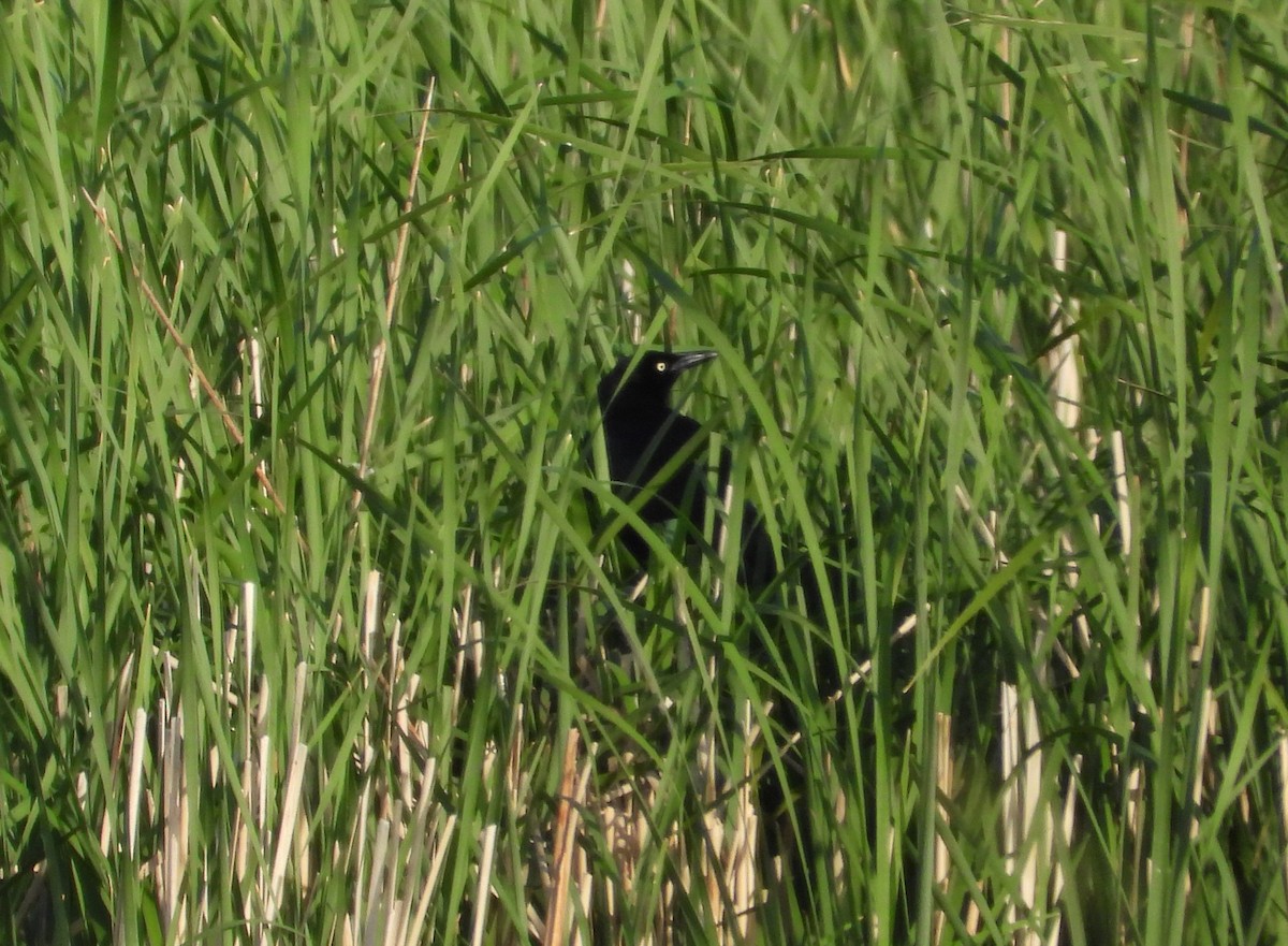 Great-tailed Grackle - ML637543111