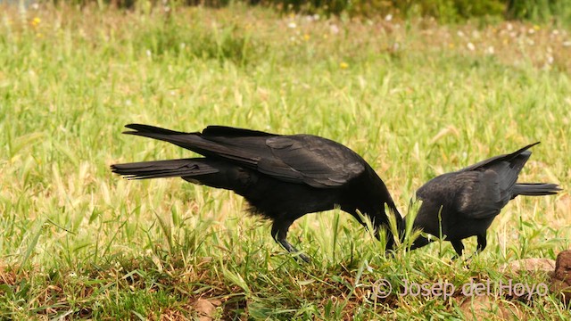 Carrion Crow - ML637543143