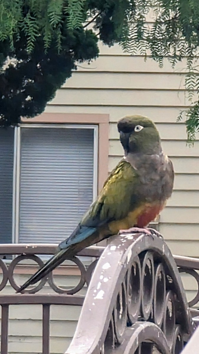 Burrowing Parakeet - ML637543164