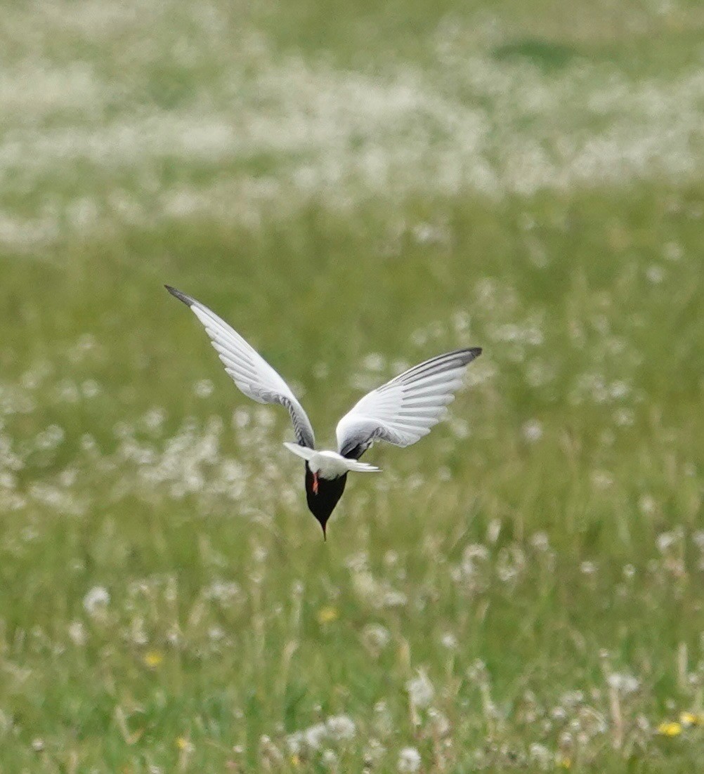 White-winged Tern - ML637543209