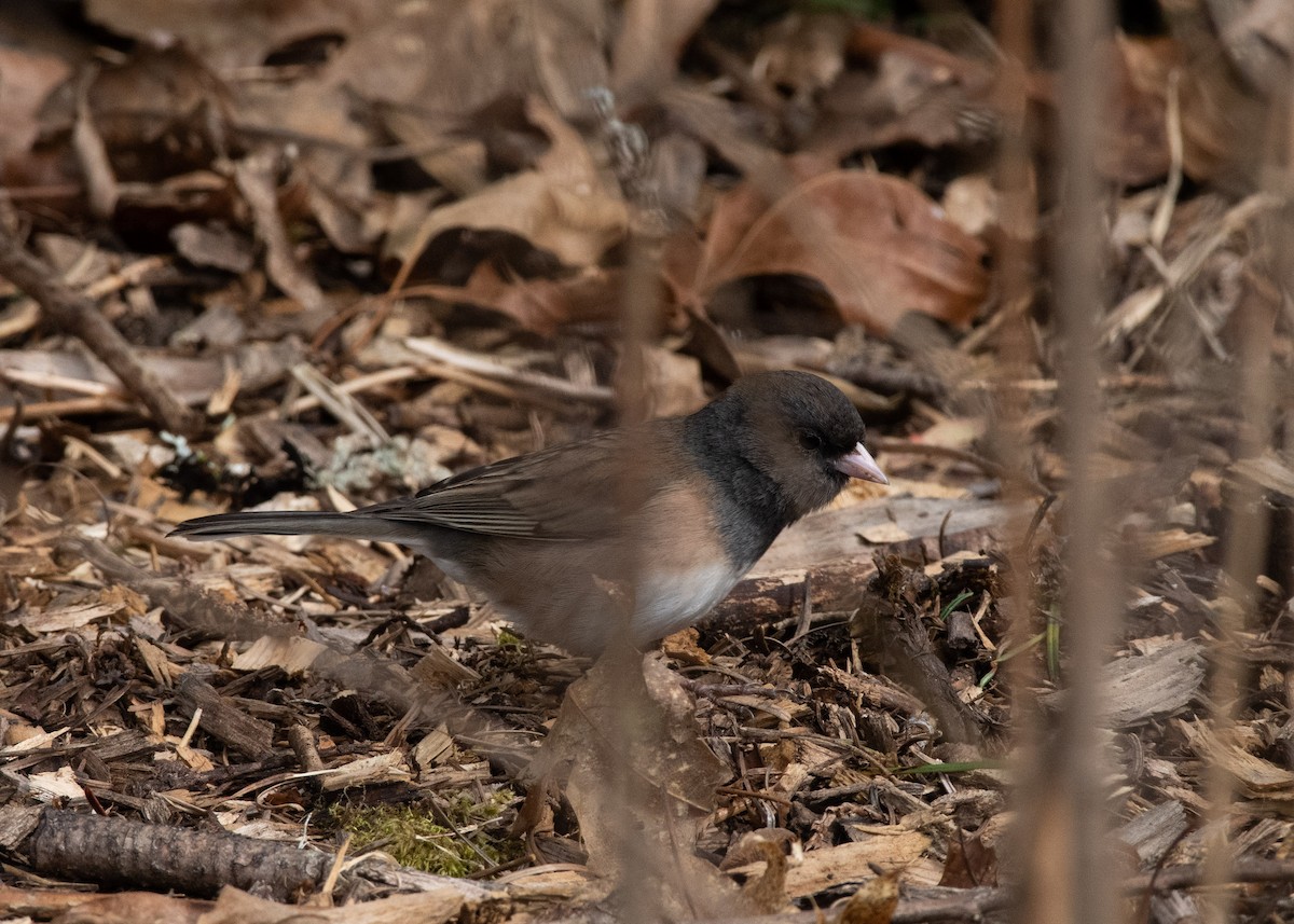 Dark-eyed Junco - ML637543217