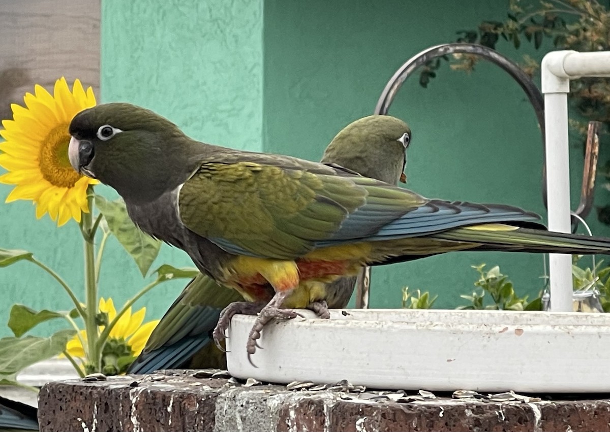 Burrowing Parakeet - ML637543218