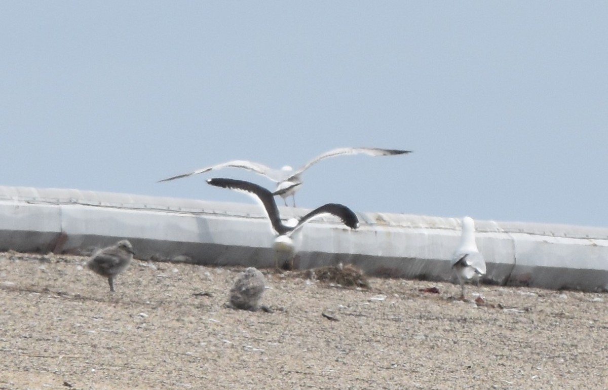 Kelp Gull - ML637543261