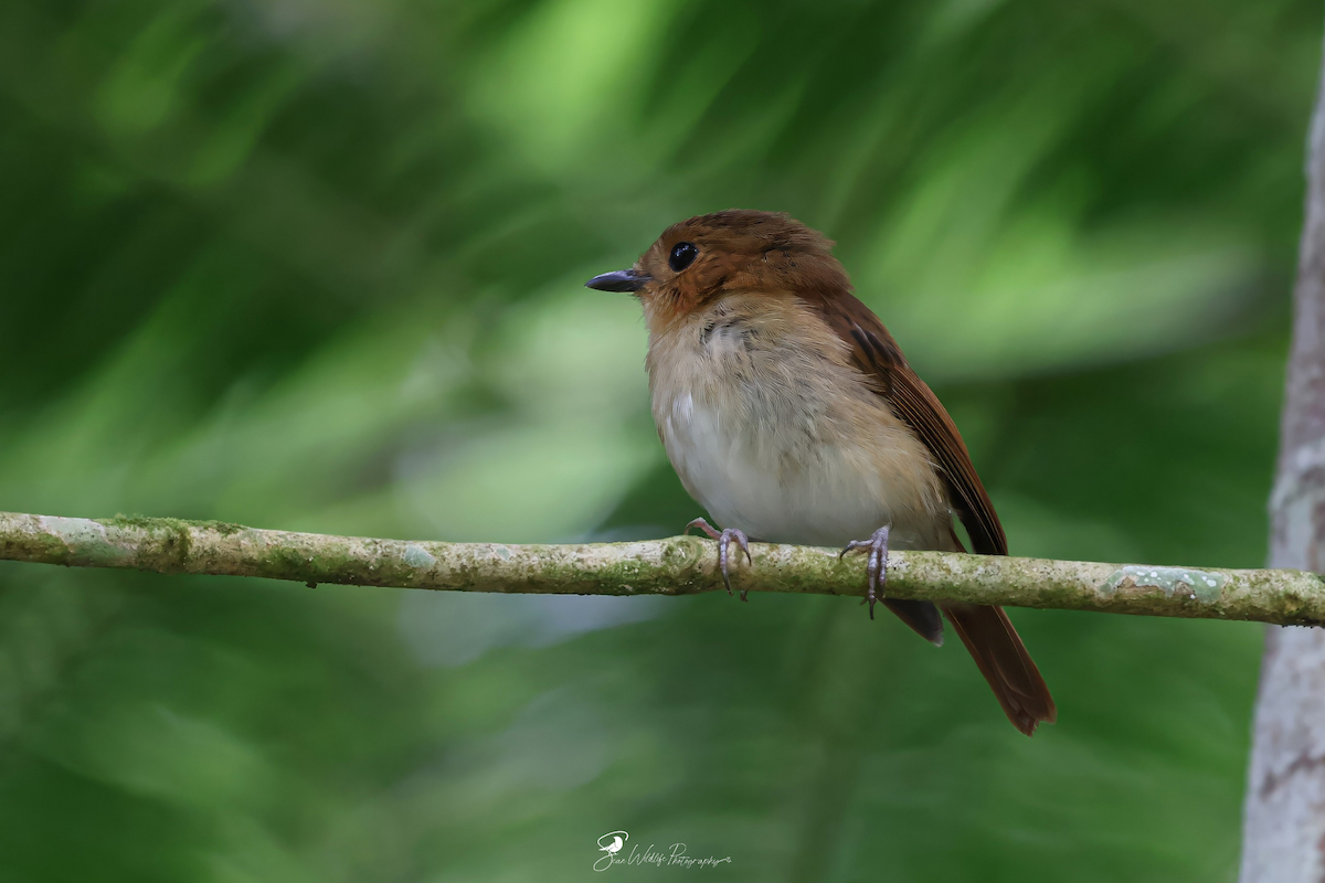 Cryptic Flycatcher - ML637543262