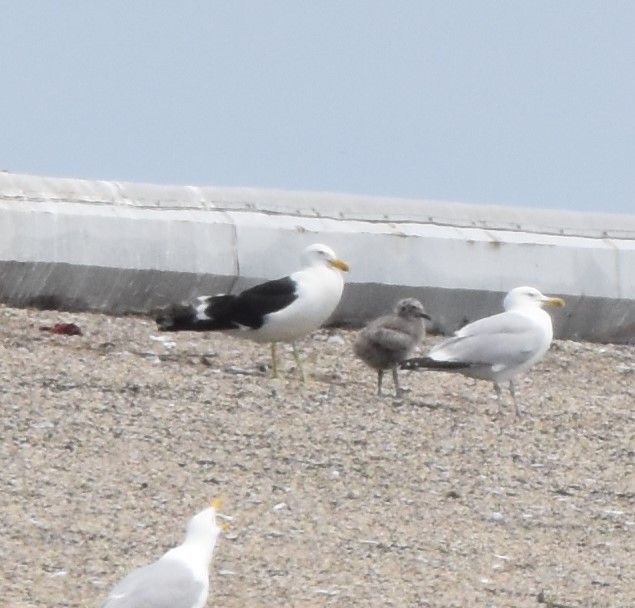 Kelp Gull - ML637543265
