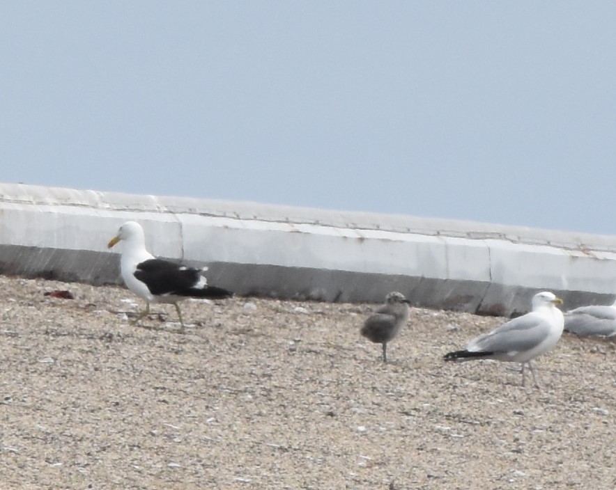 Kelp x American Herring Gull (hybrid) - ML637543278