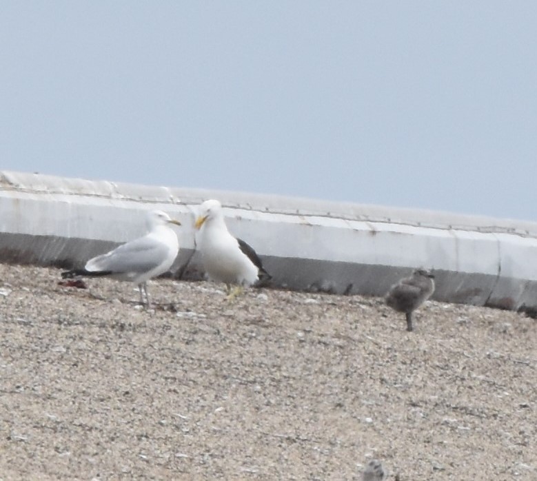 Kelp x American Herring Gull (hybrid) - ML637543282