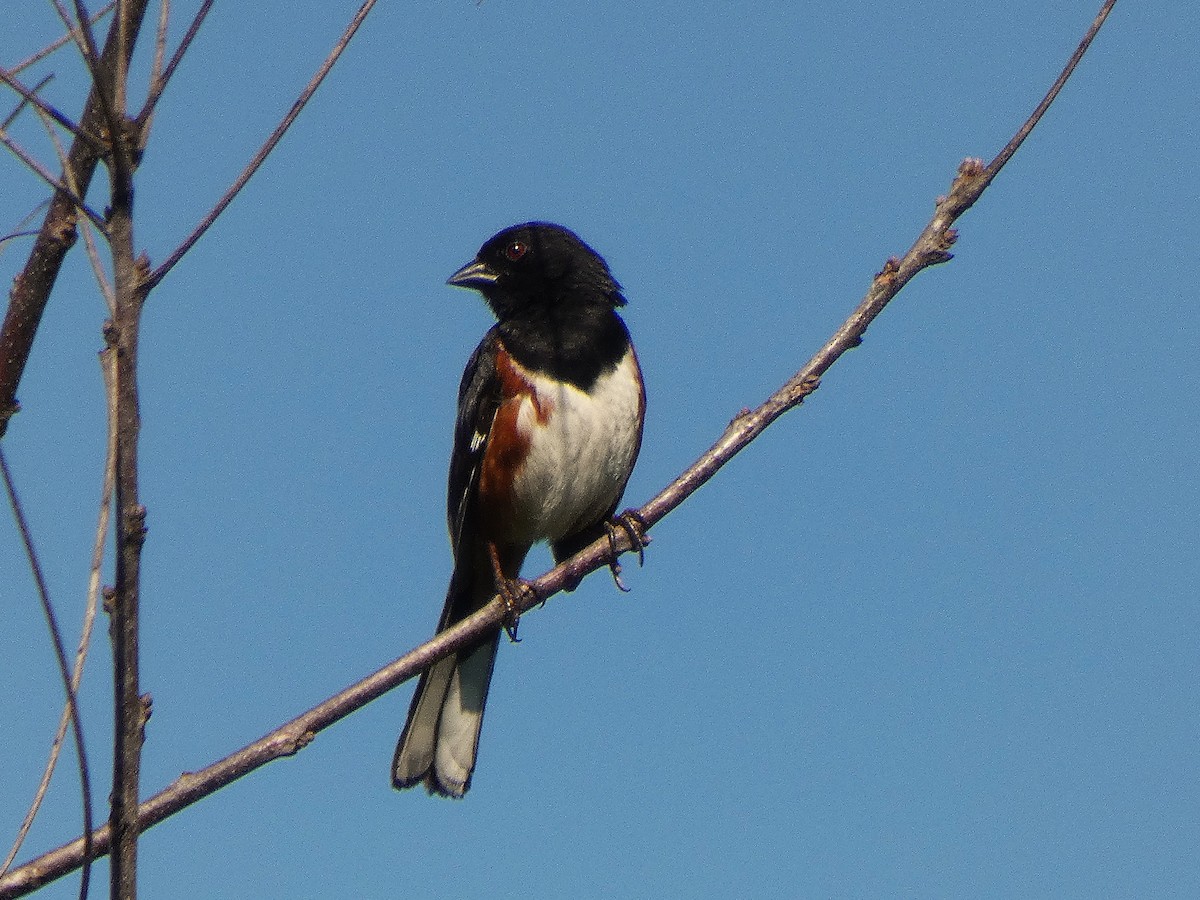 Eastern Towhee - ML637543286