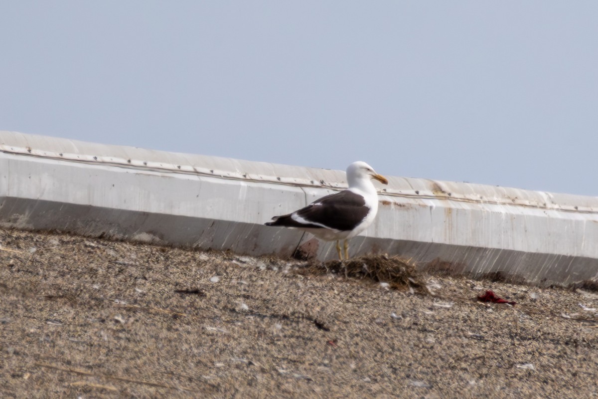 Kelp Gull - ML637543298