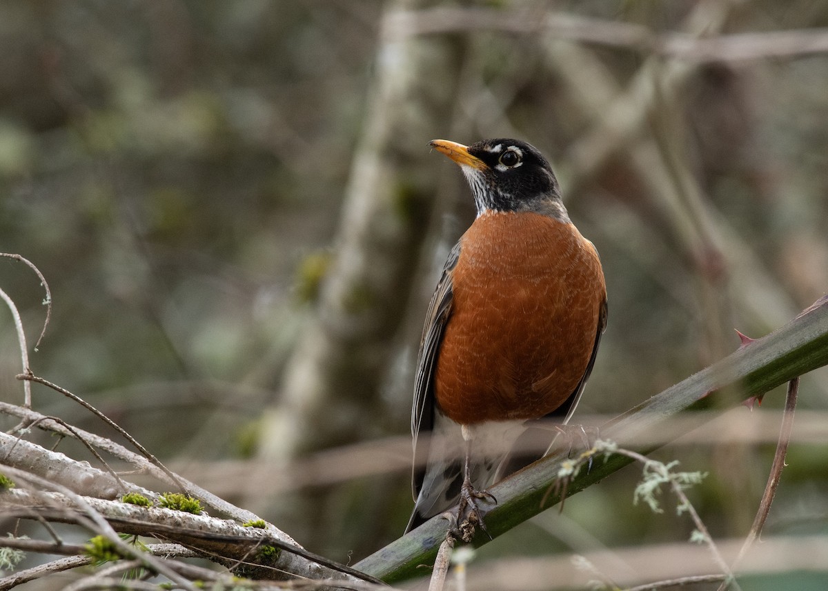 American Robin - ML637543301