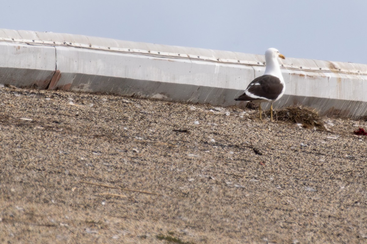 Kelp Gull - ML637543303