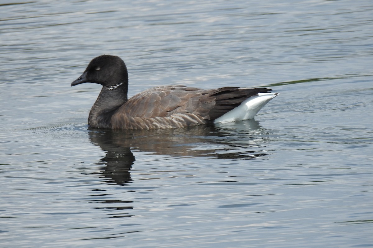 Brant (Dark-bellied) - ML637543354