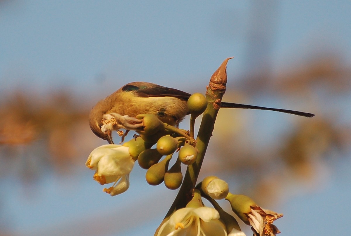 Beautiful Sunbird - ML637543355