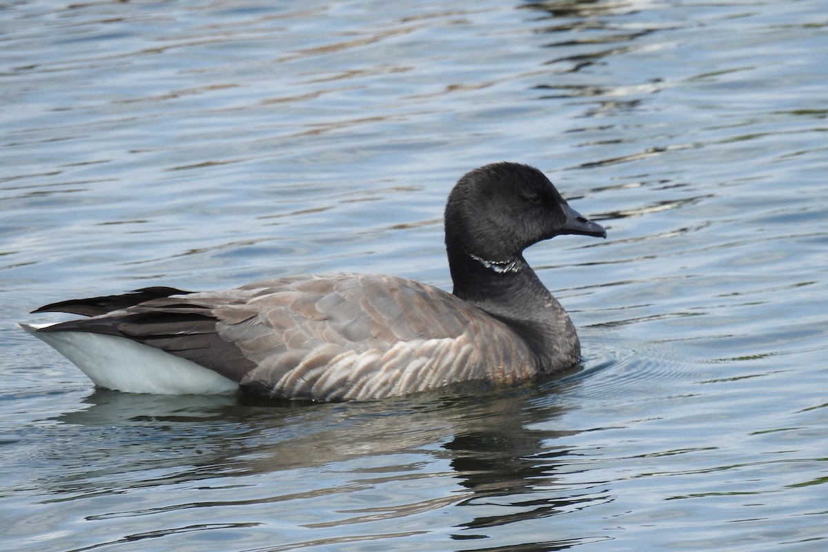 Brant (Dark-bellied) - ML637543364