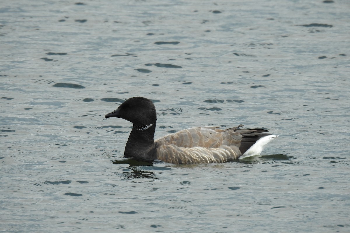 Brant (Dark-bellied) - ML637543373