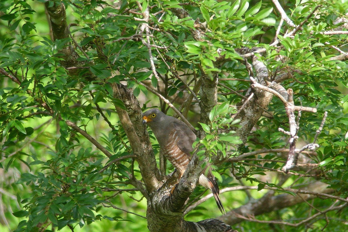 Roadside Hawk - ML637543385