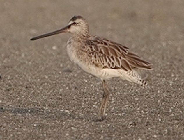 Asian Dowitcher - ML637543391