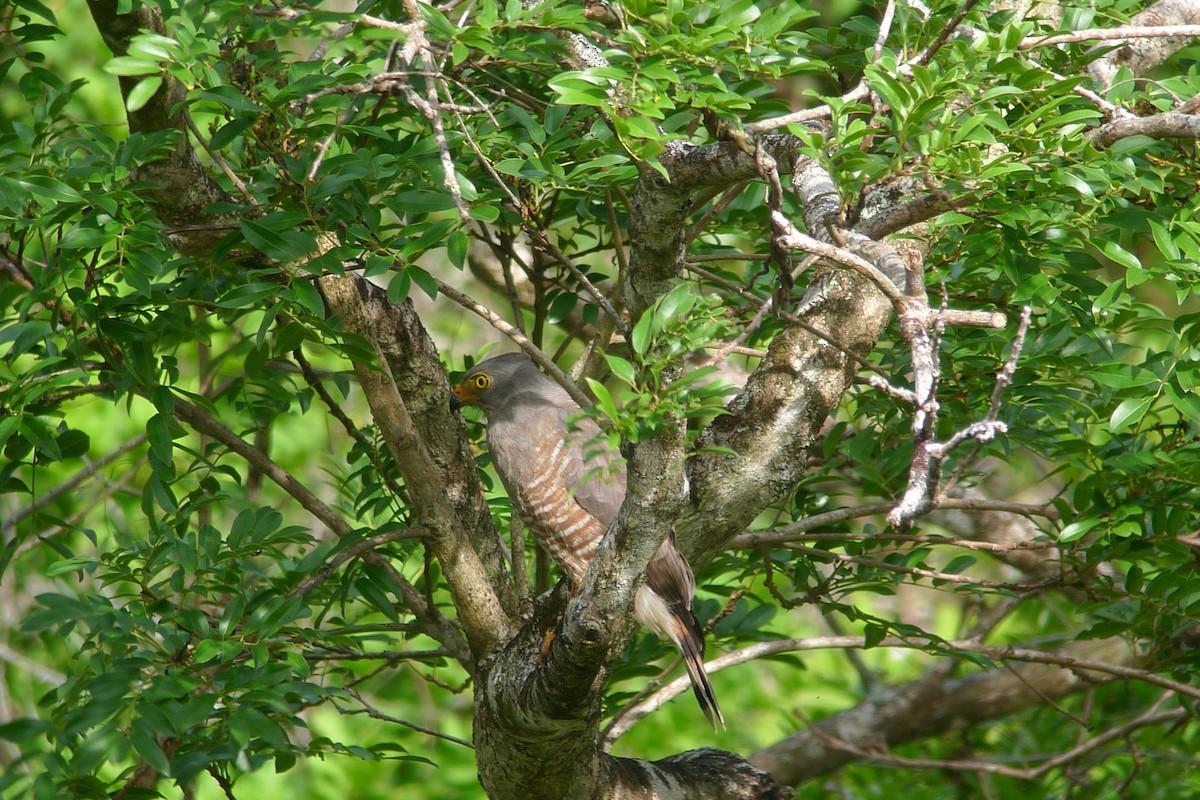 Roadside Hawk - ML637543392