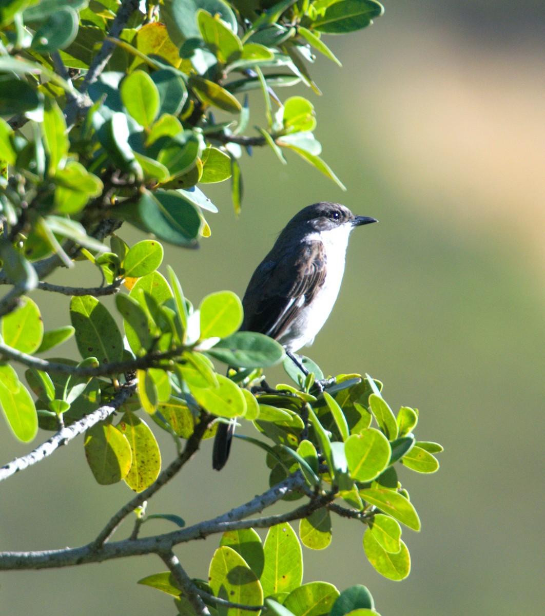 Fiscal Flycatcher - ML637543402