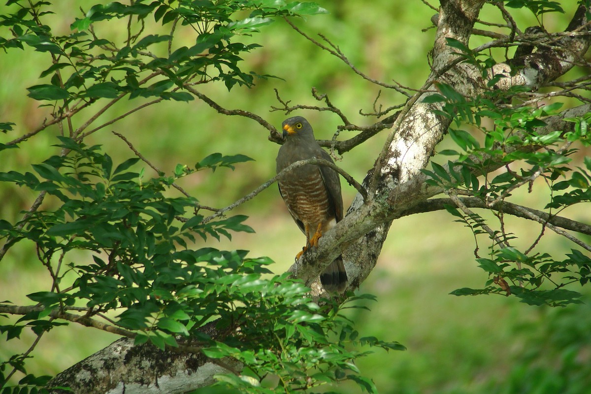 Roadside Hawk - ML637543403
