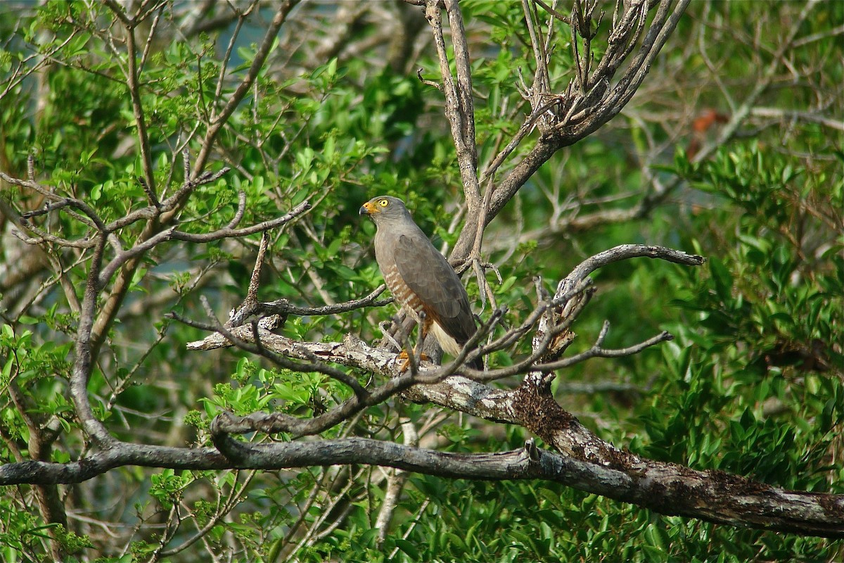 Roadside Hawk - ML637543405