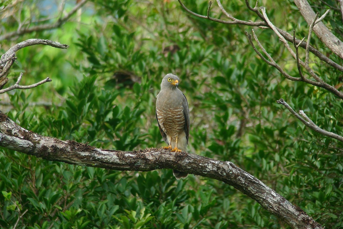 Roadside Hawk - ML637543409