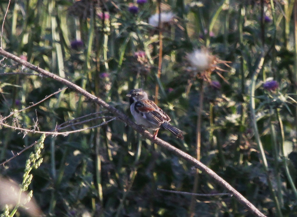 Dead Sea Sparrow - ML637543410