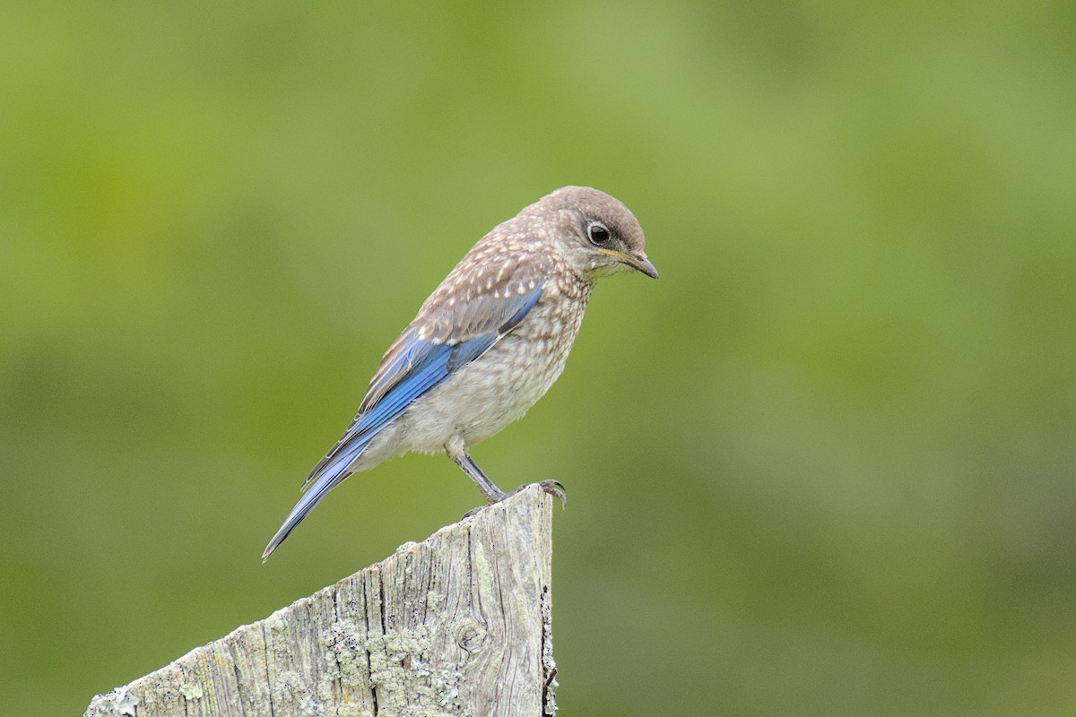 Eastern Bluebird - ML637543411