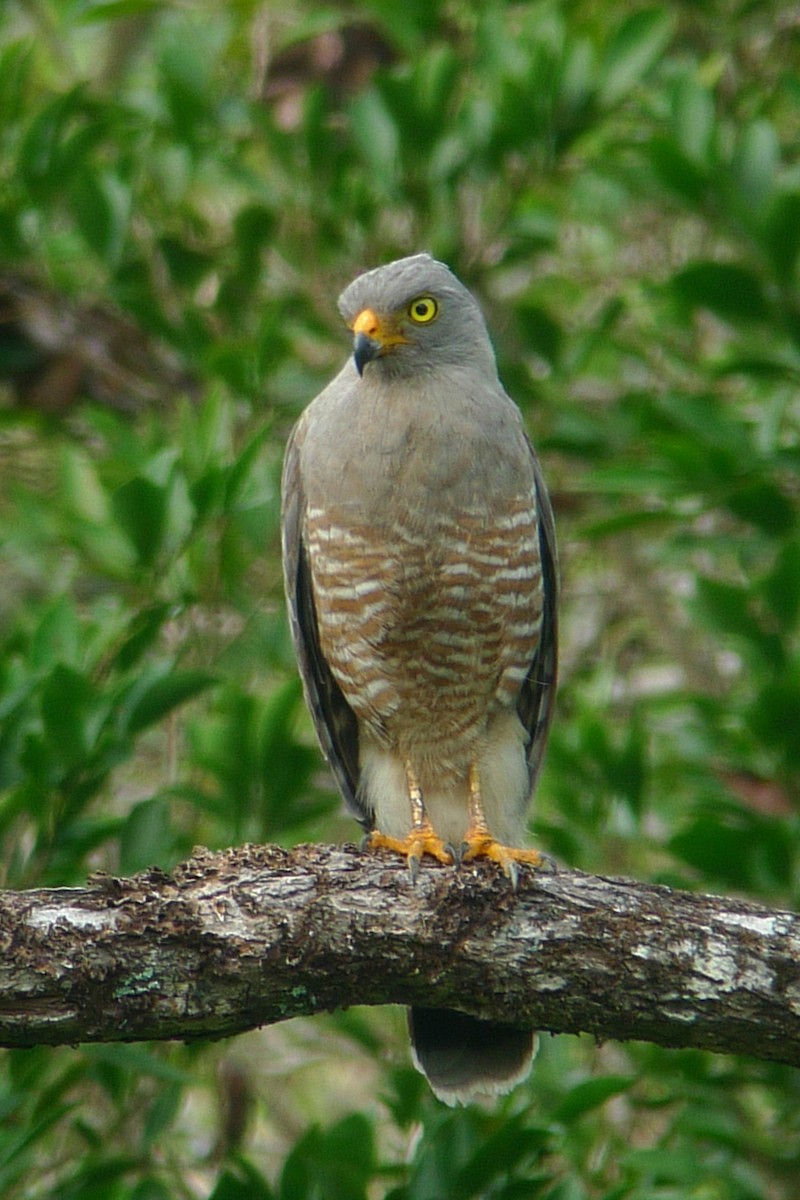 Roadside Hawk - ML637543415