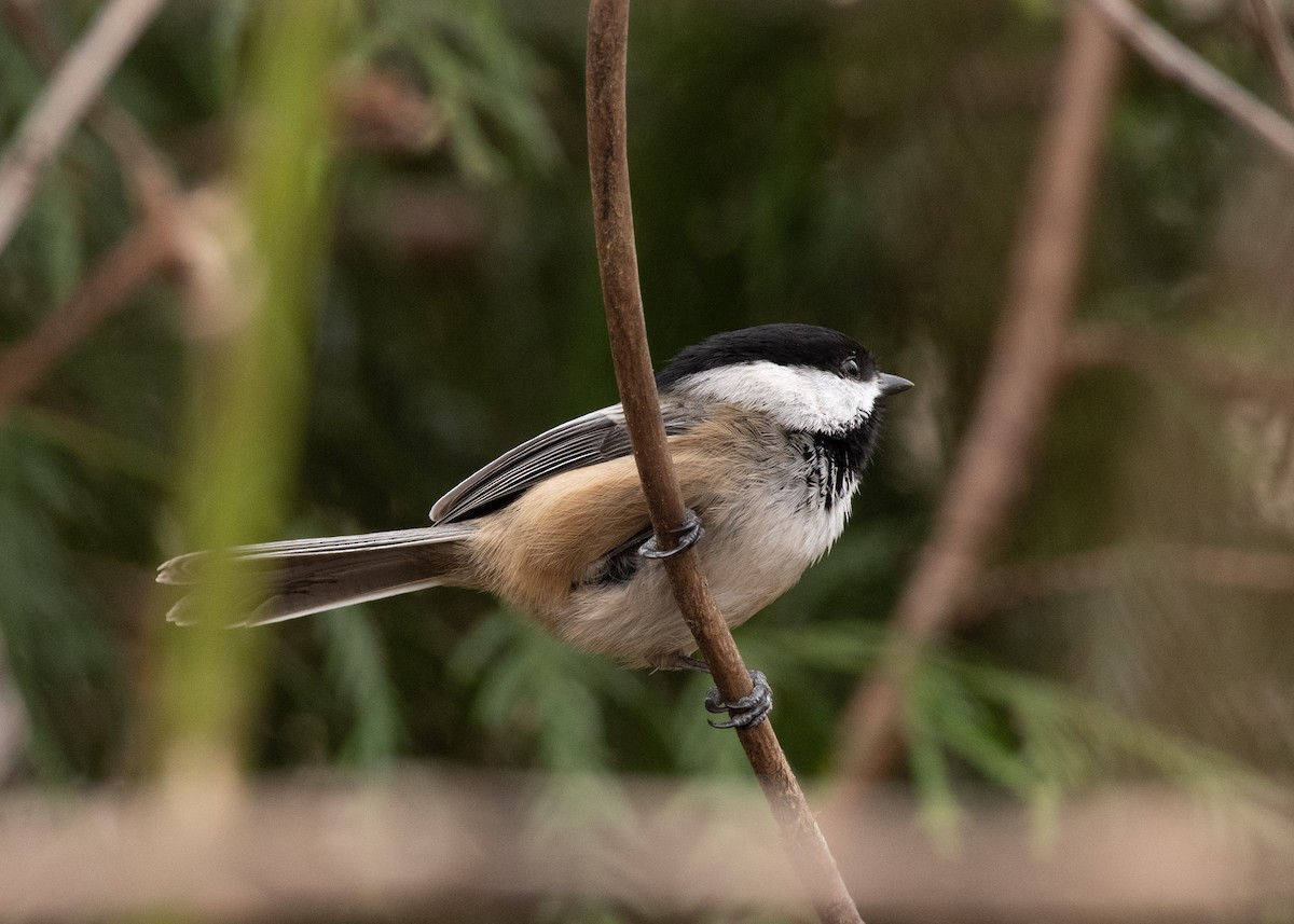Black-capped Chickadee - ML637543416