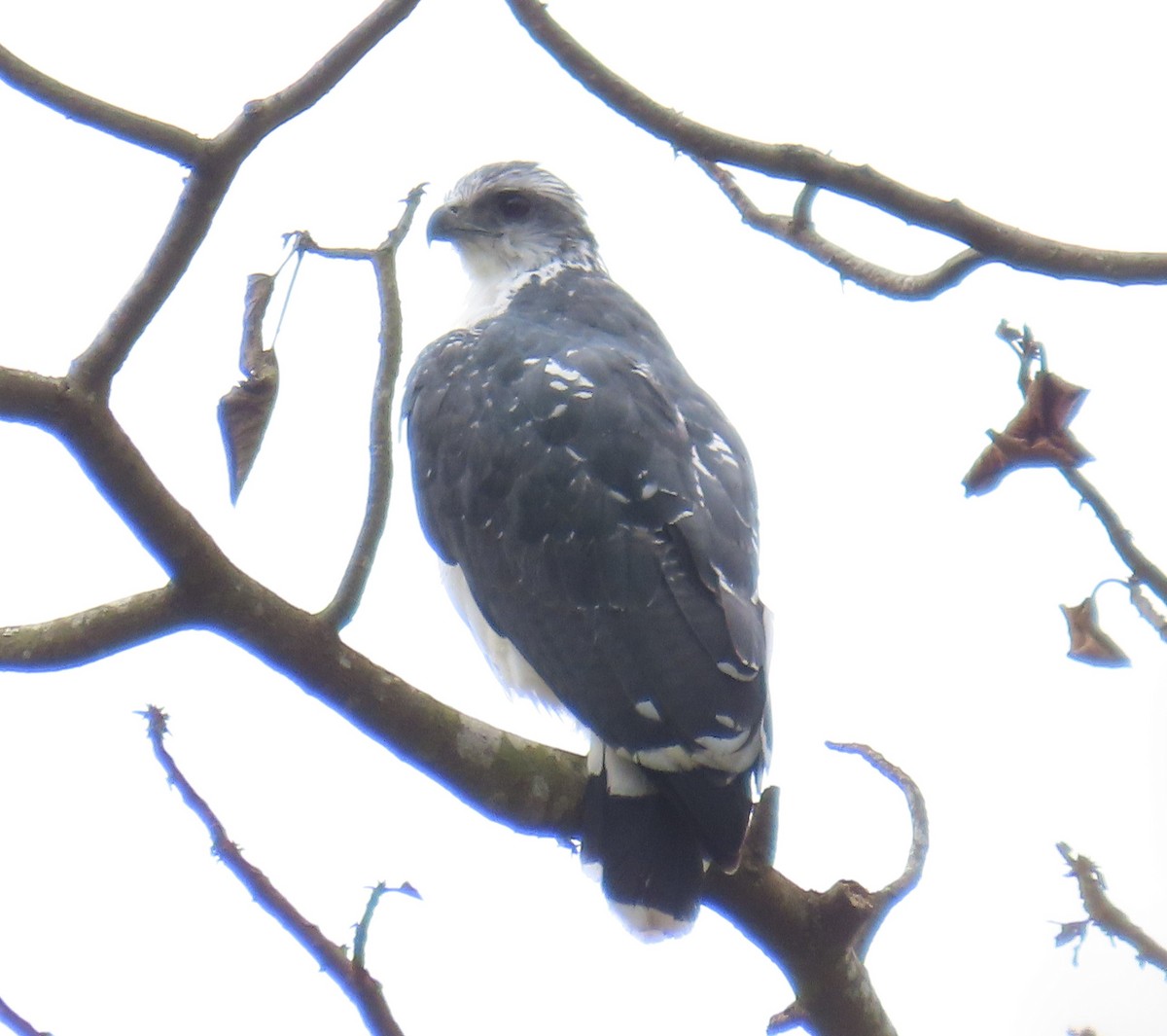 Gray-backed Hawk - ML637543419