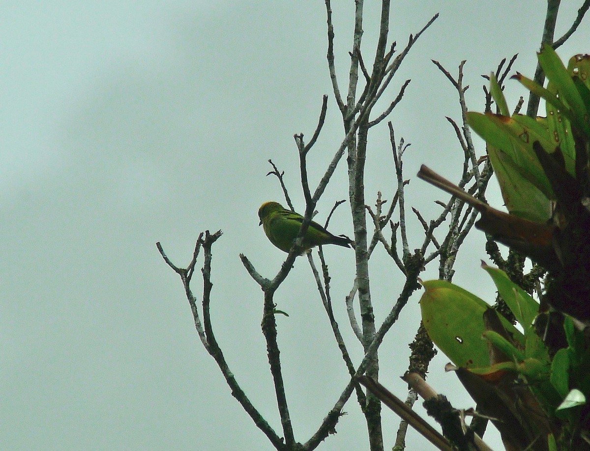 Emerald Tanager - ML637543478