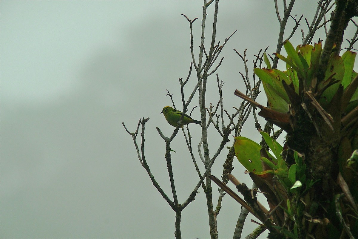 Emerald Tanager - ML637543480