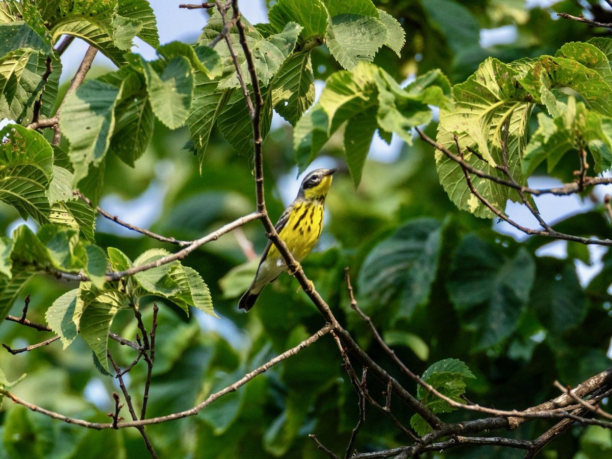 Magnolia Warbler - ML637543506