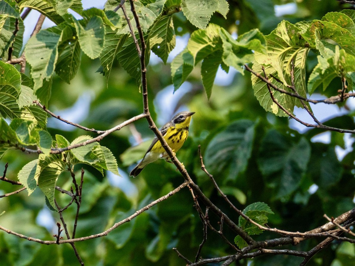 Magnolia Warbler - ML637543508