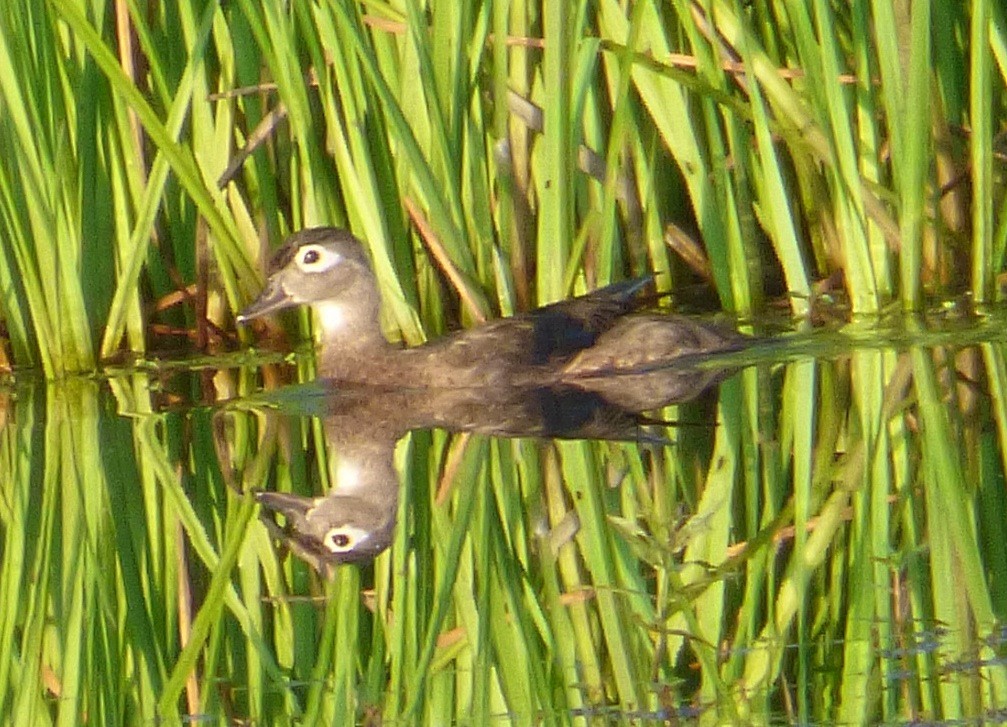 Wood Duck - Mary  McMahon